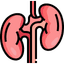 kidney