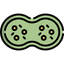 mitosis