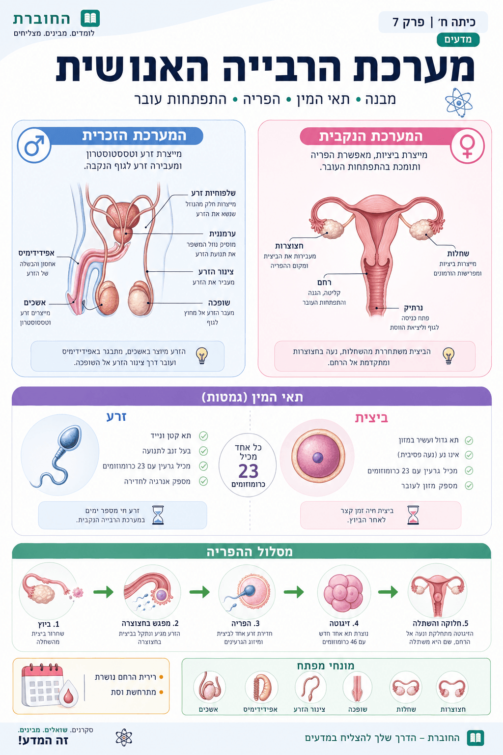 מערכת הרבייה האנושית - סיכום מלא ומפורט