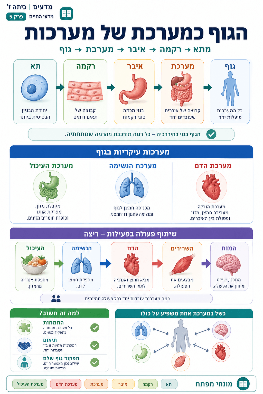 הגוף כמערכת של מערכות - סיכום מלא ומפורט