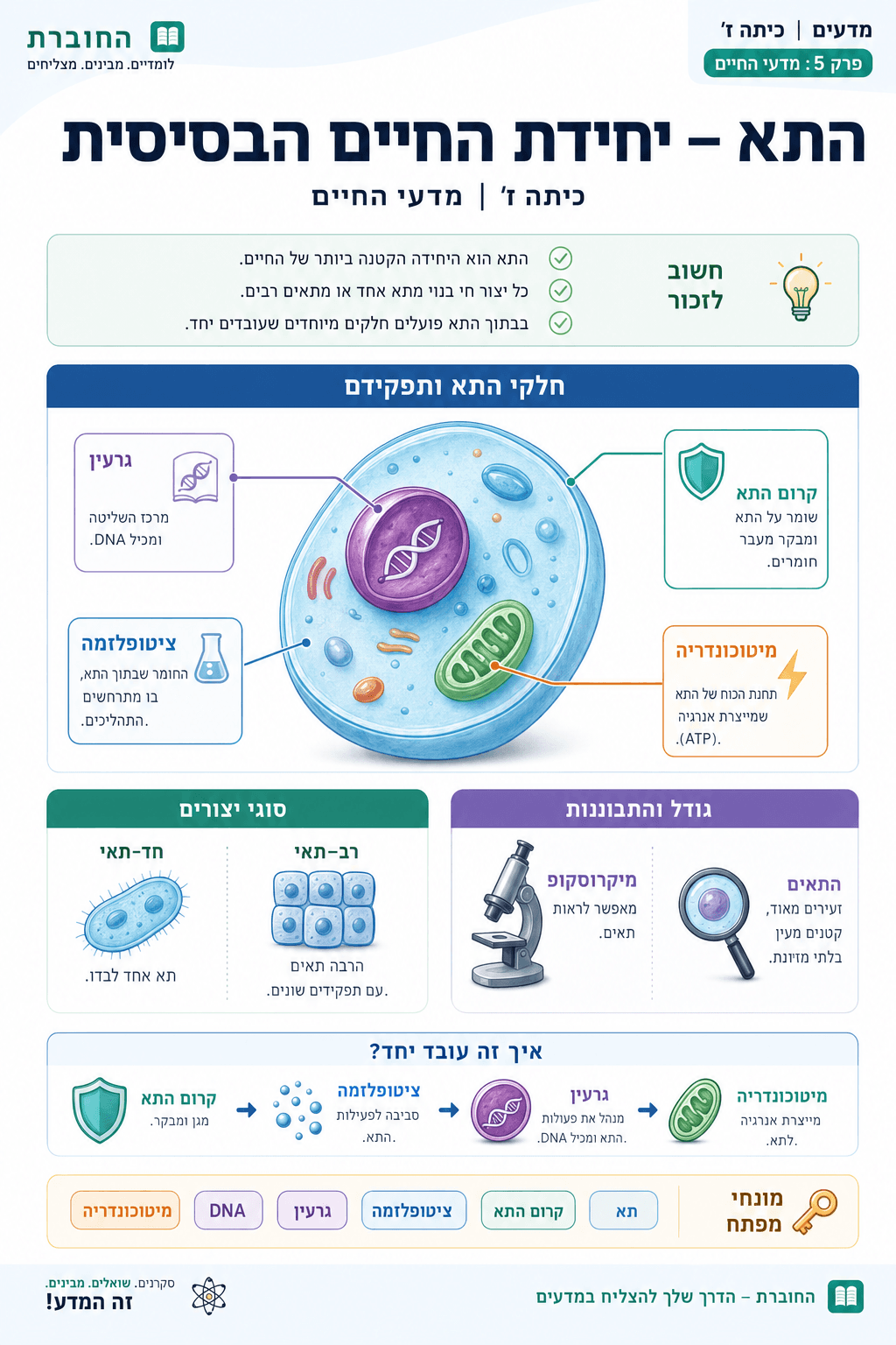 התא – יחידת החיים הבסיסית - סיכום מלא ומפורט