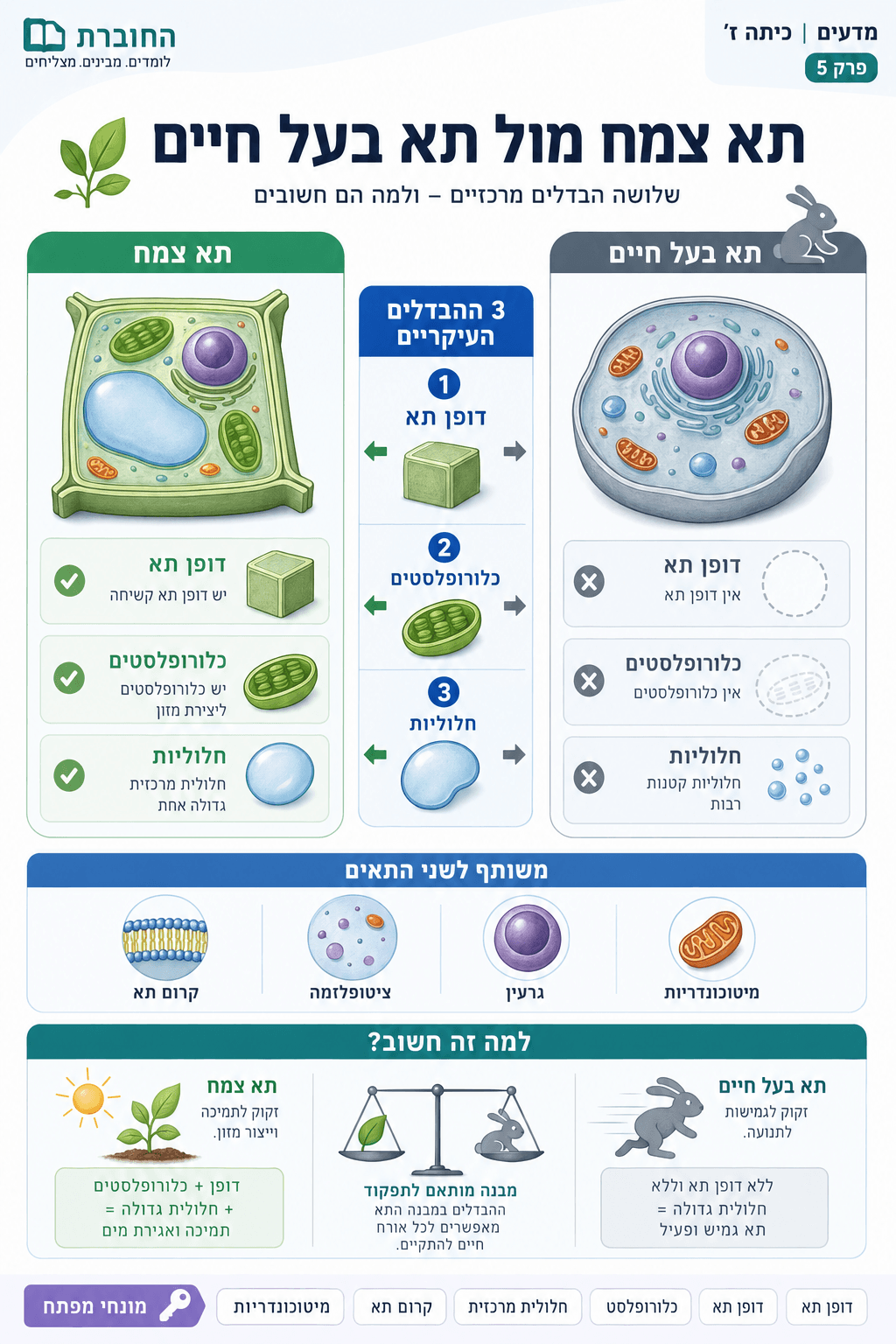 הבדלים בין תא צמח לתא בעל חיים - סיכום מלא ומפורט