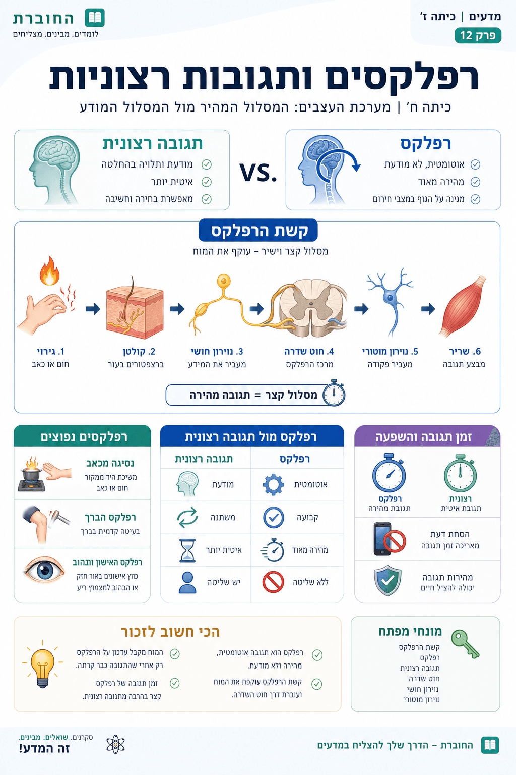 רפלקסים ותגובות רצוניות - סיכום מלא ומפורט