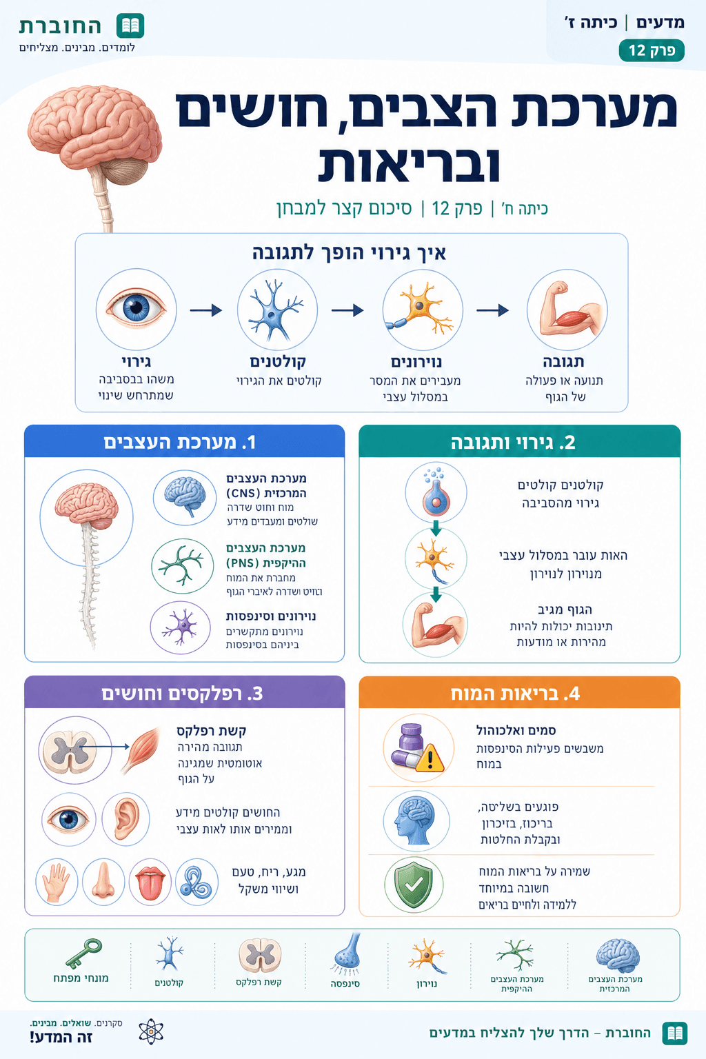 סיכום פרק 12: מערכת העצבים, חושים ובריאות - סיכום מלא ומפורט
