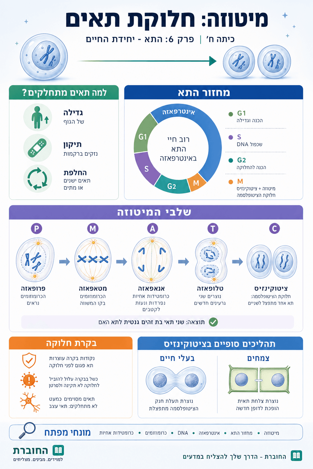 חלוקת תאים - מיטוזה - סיכום מלא ומפורט