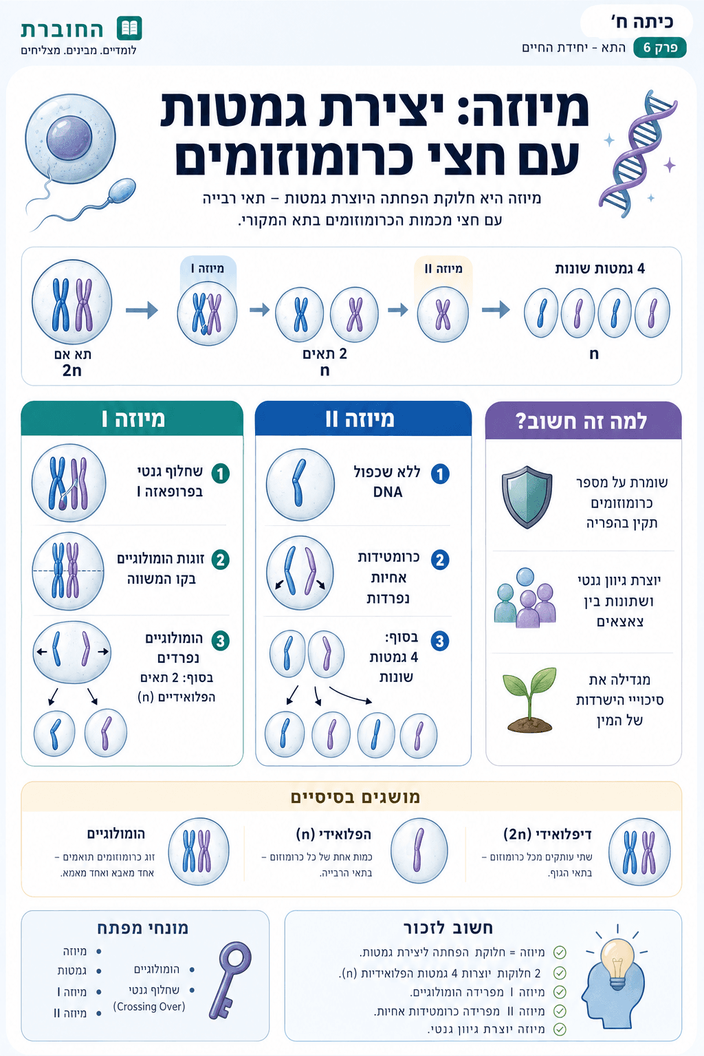מיוזה - חלוקת תאים ליצירת תאי רבייה (גמטות) - סיכום מלא ומפורט