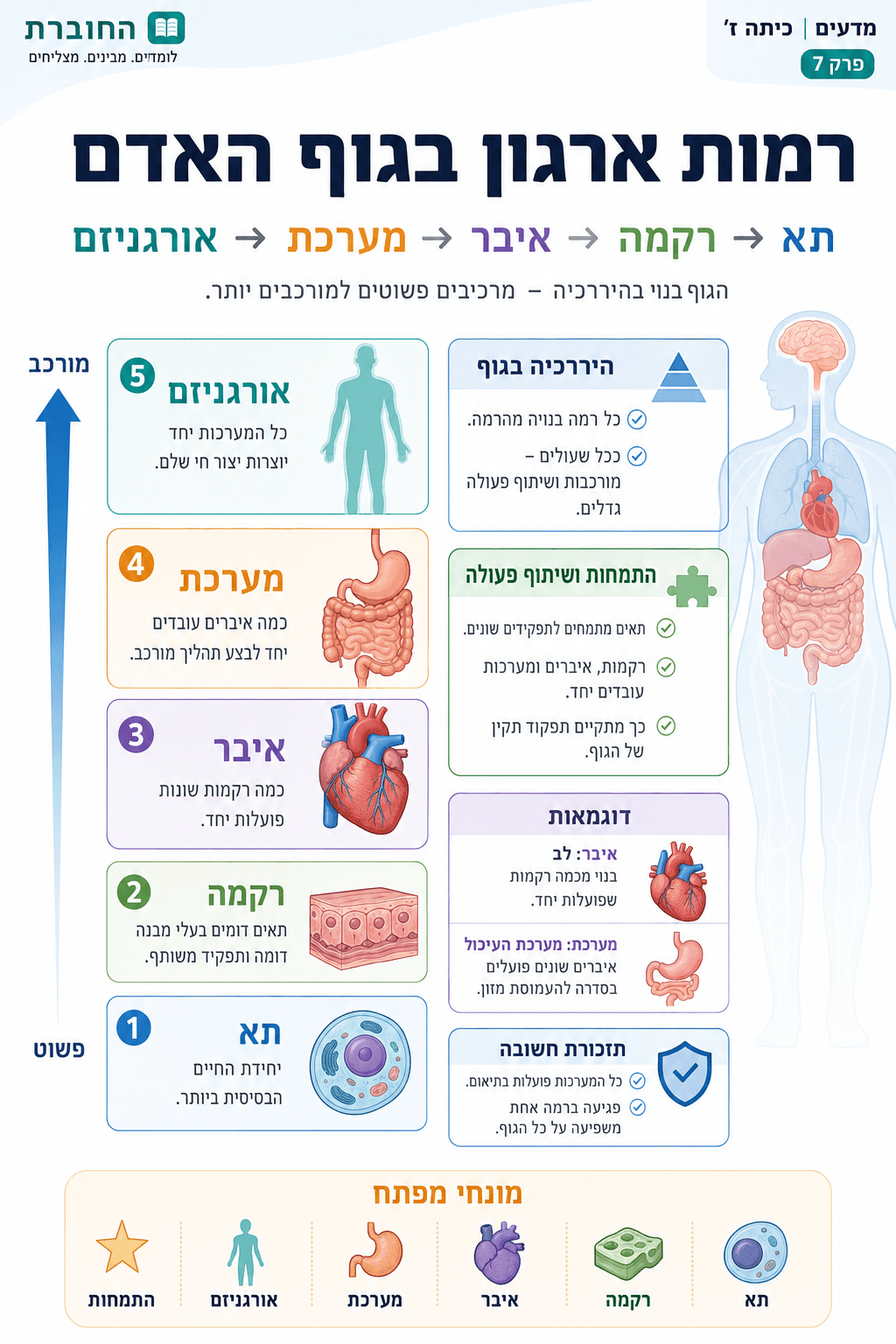 רמות ארגון בגוף האדם - סיכום מלא ומפורט
