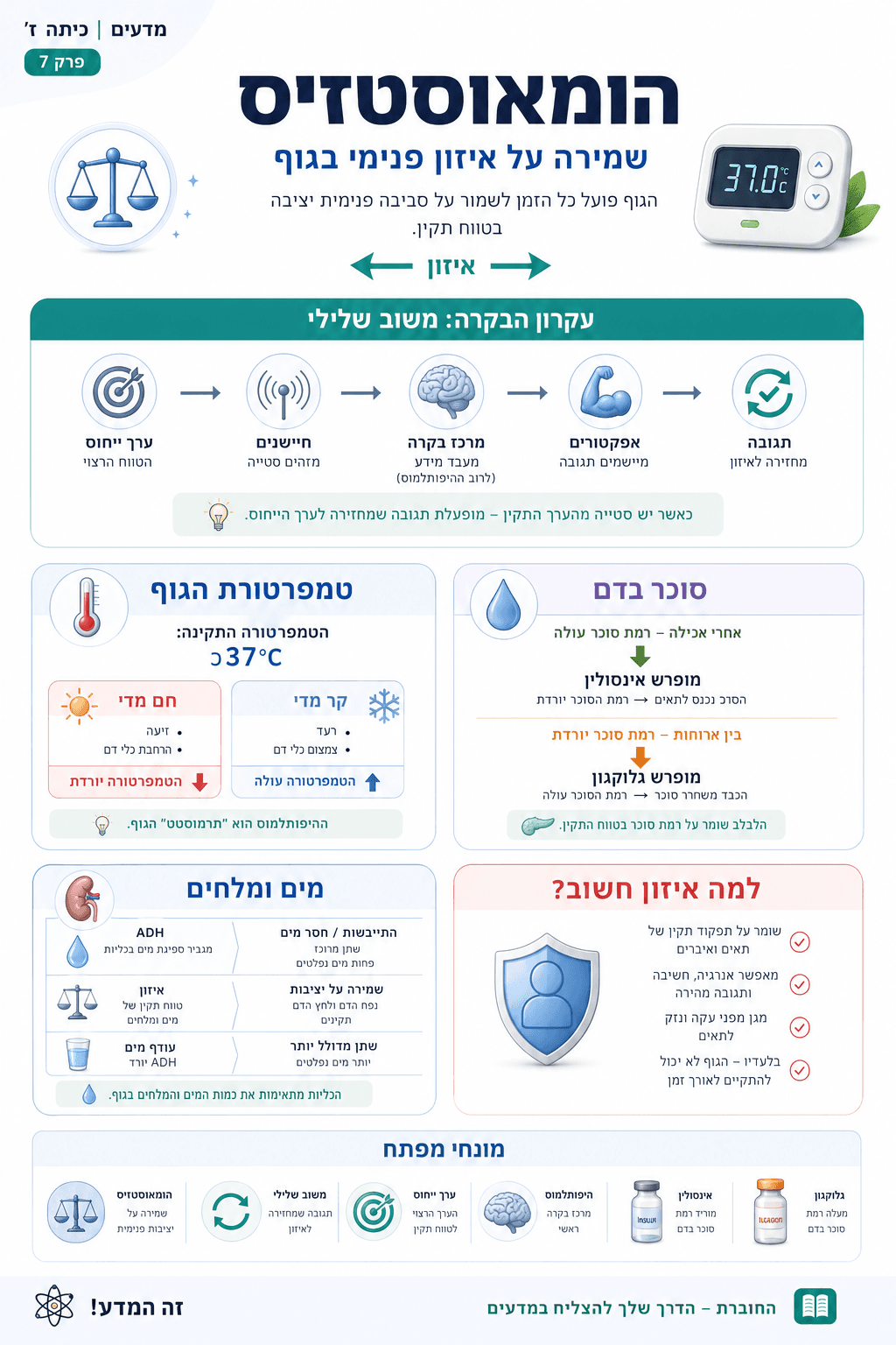 הומאוסטזיס - שמירה על איזון - סיכום מלא ומפורט