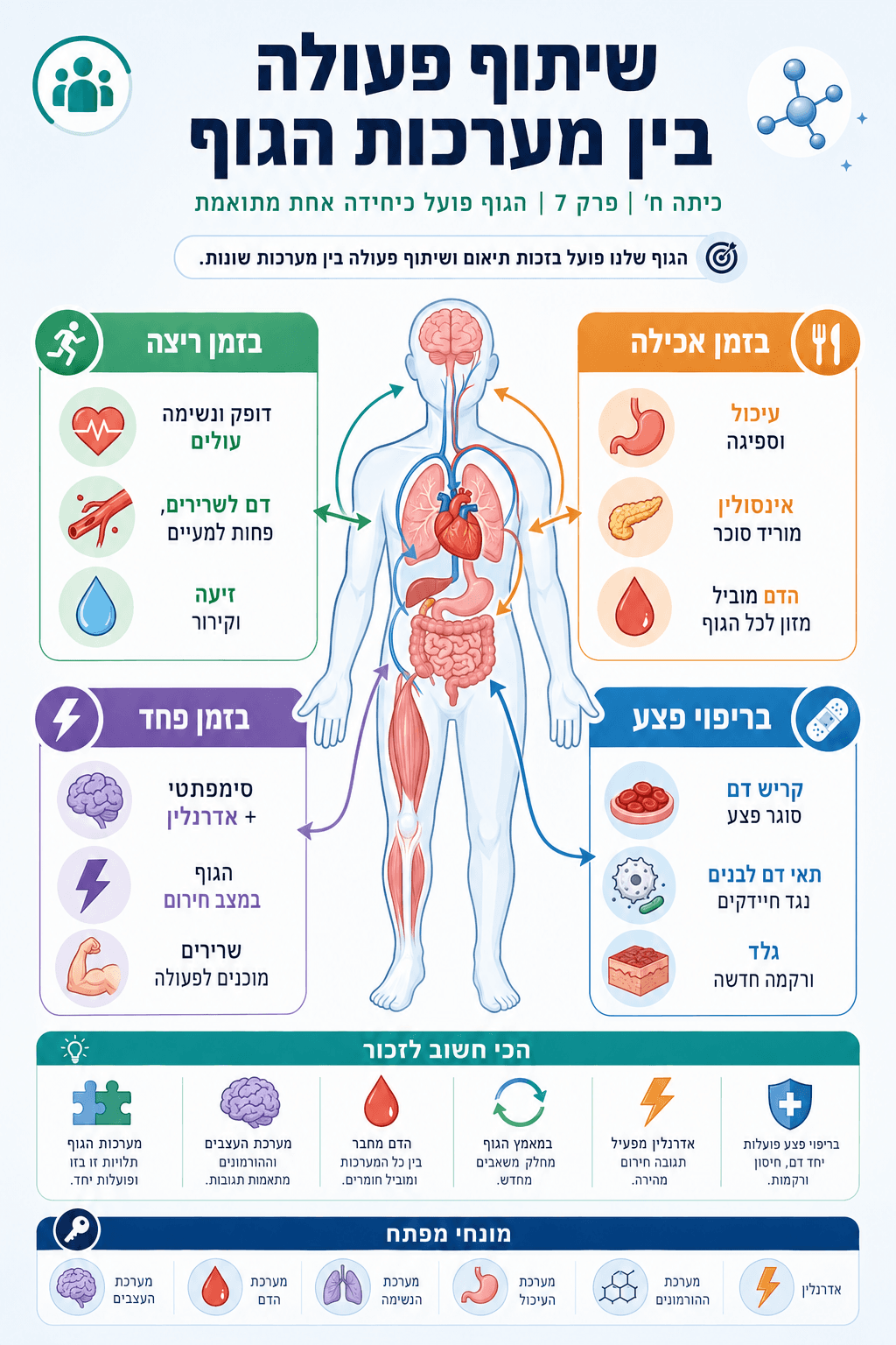 שיתוף פעולה בין מערכות הגוף - סיכום מלא ומפורט