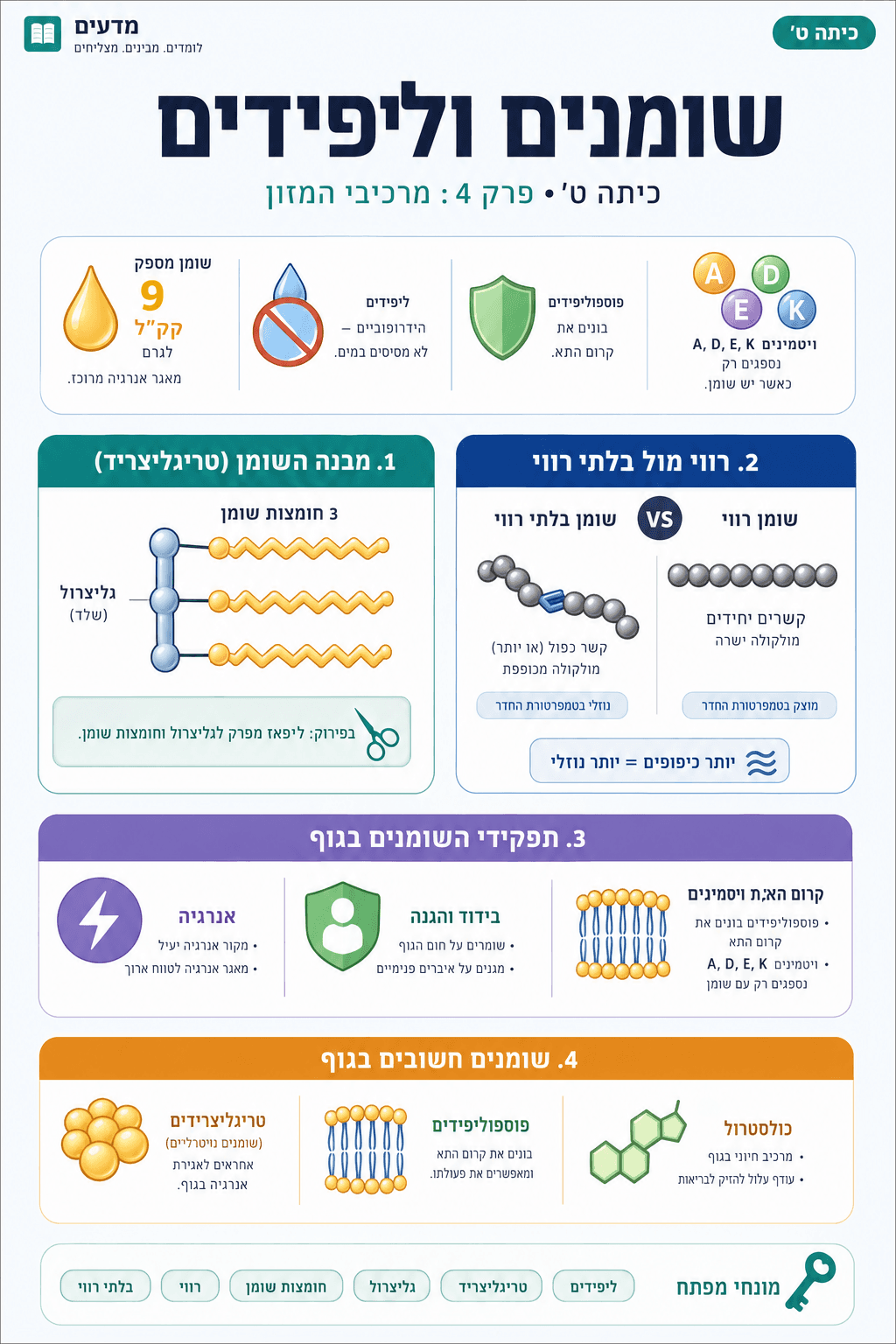 שומנים וליפידים - סיכום מלא ומפורט