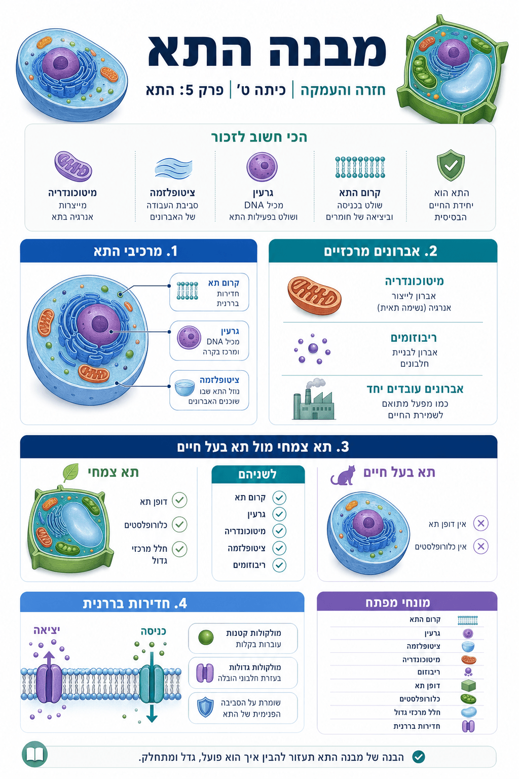 מבנה התא - חזרה והעמקה - סיכום מלא ומפורט