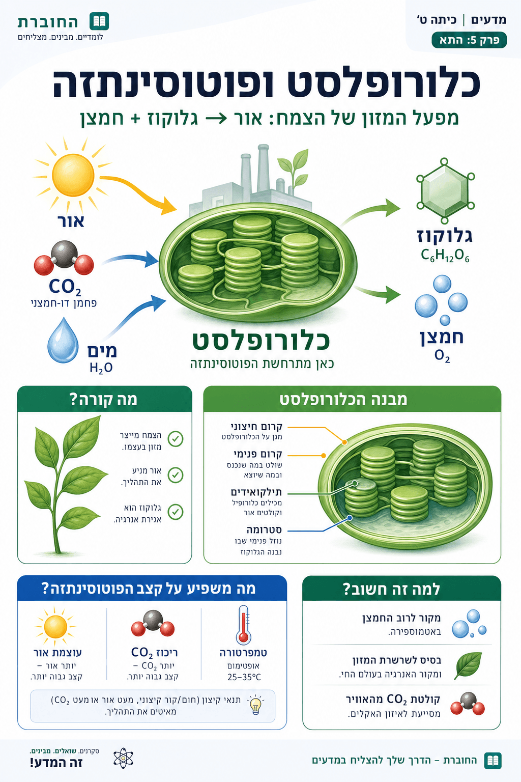 כלורופלסט ופוטוסינתזה - סיכום מלא ומפורט