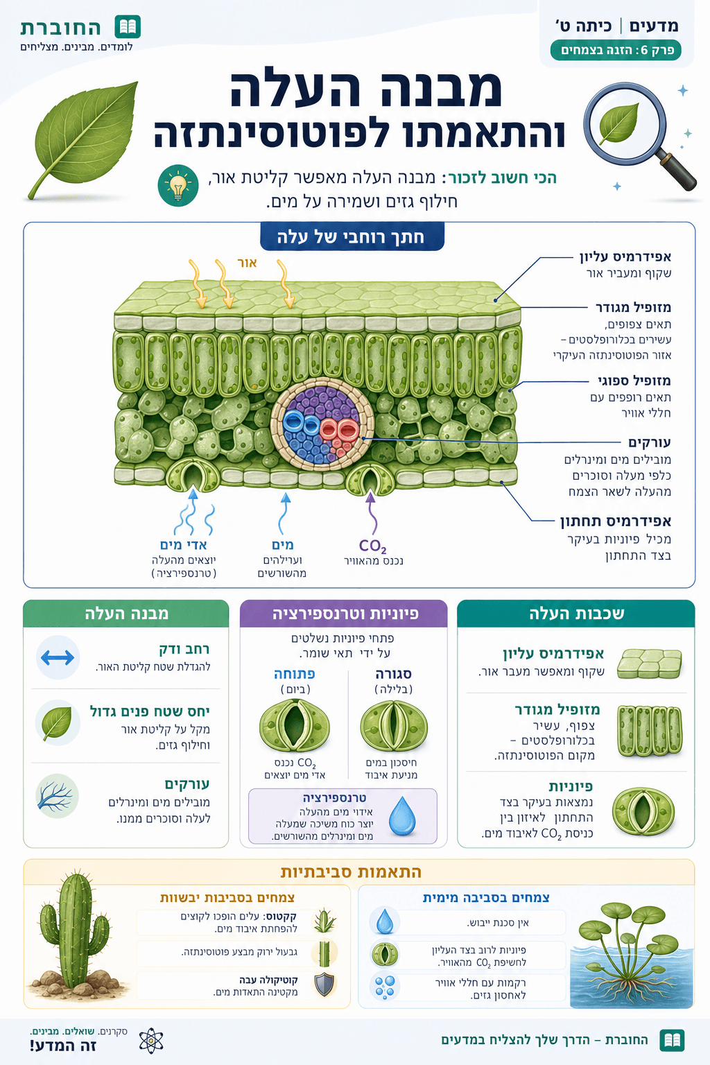 מבנה העלה והתאמתו לפוטוסינתזה - סיכום מלא ומפורט
