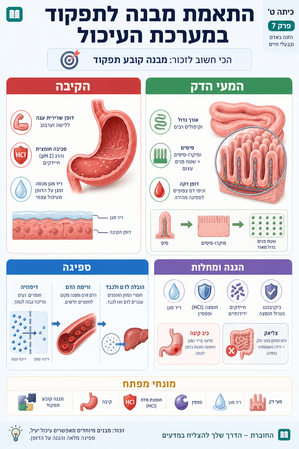 התאמת מבנה לתפקוד במערכת העיכול - סיכום מלא ומפורט
