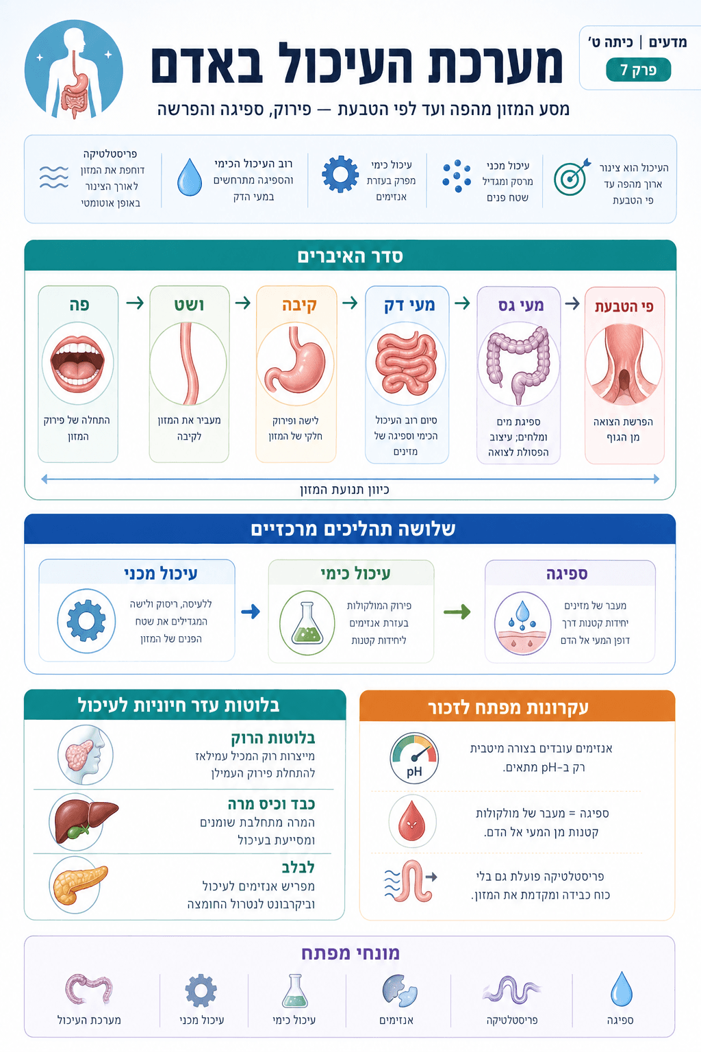 מערכת העיכול באדם - סיכום מלא ומפורט