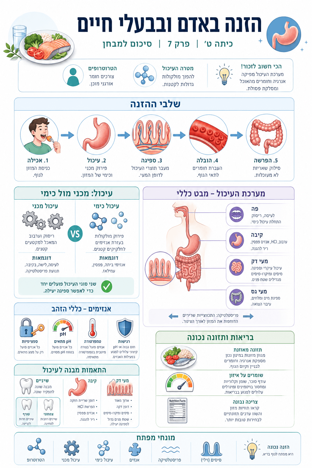 סיכום - הזנה באדם ובבעלי חיים - סיכום מלא ומפורט