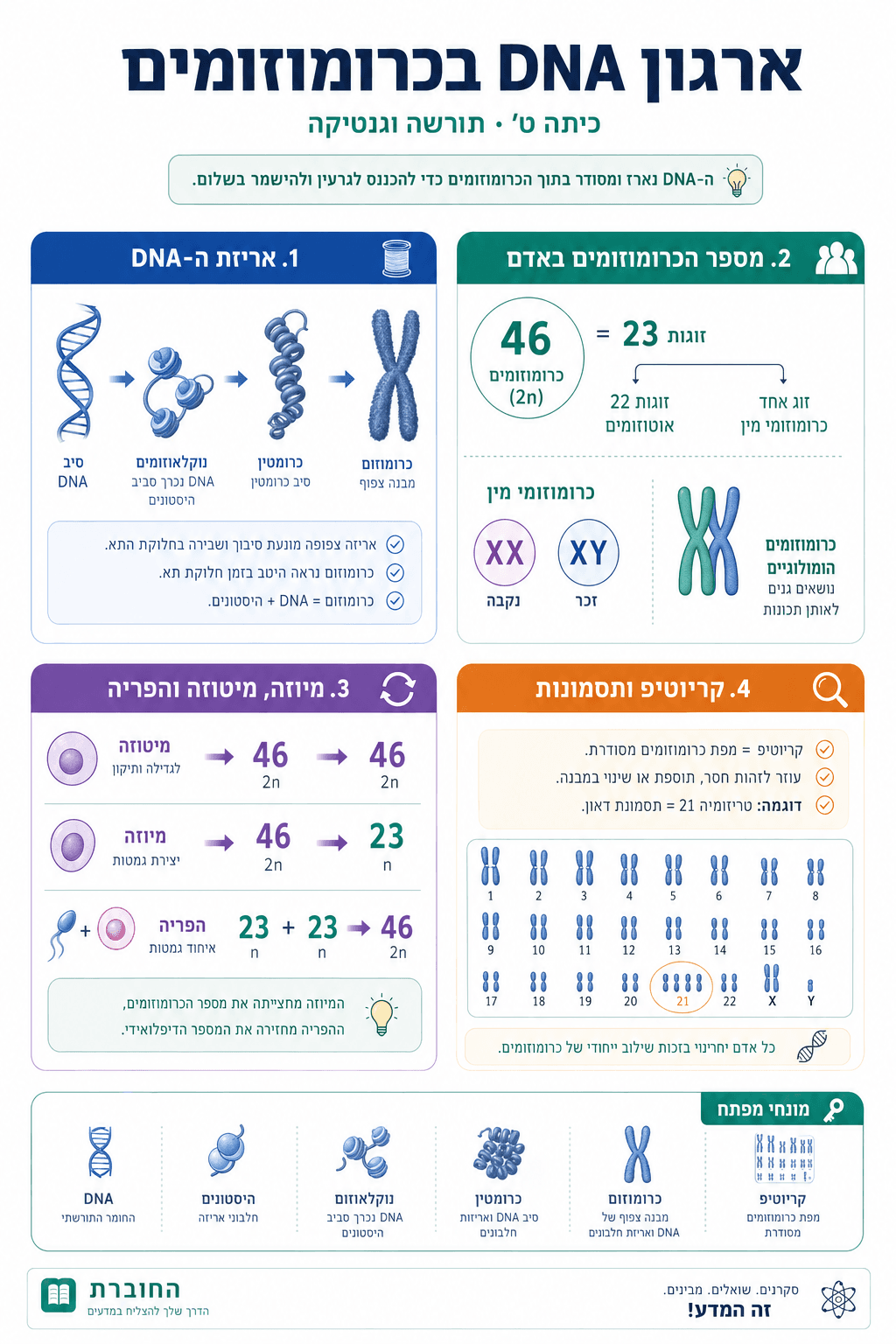 ארגון DNA בכרומוזומים - סיכום מלא ומפורט
