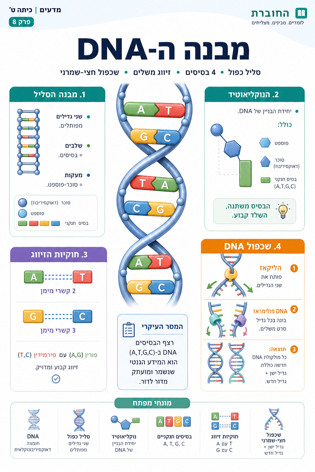 מבנה ה-DNA - סיכום מלא ומפורט