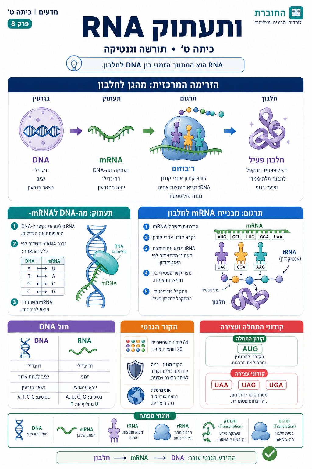 RNA ותעתוק - סיכום מלא ומפורט