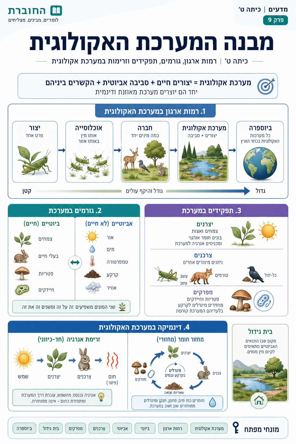 מבנה המערכת האקולוגית - סיכום מלא ומפורט