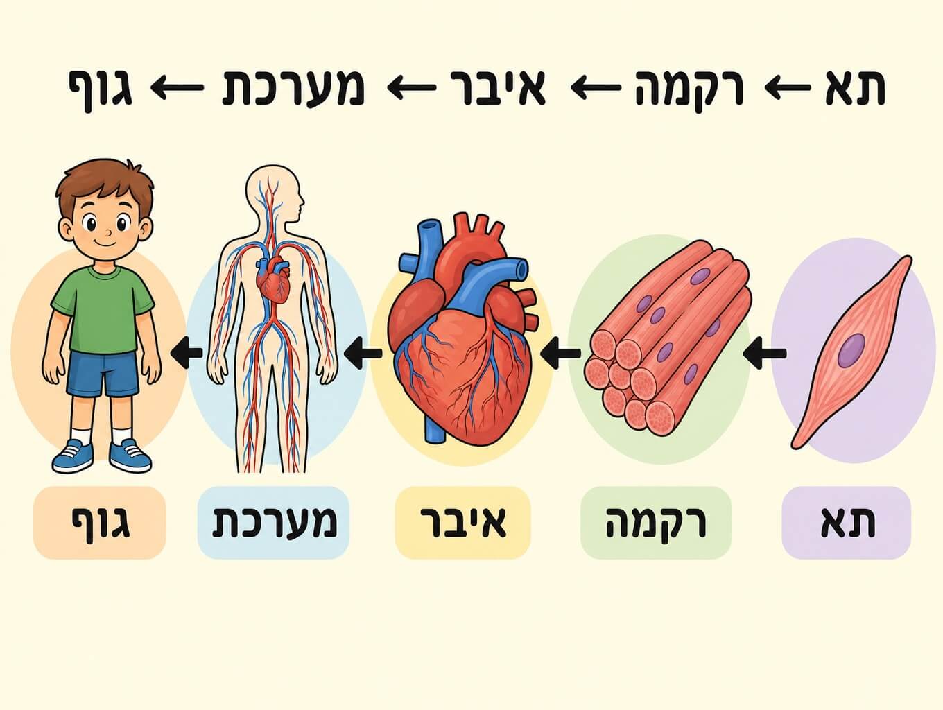 תמונה הממחישה את רמות הארגון בגוף החי מתא ועד גוף שלם