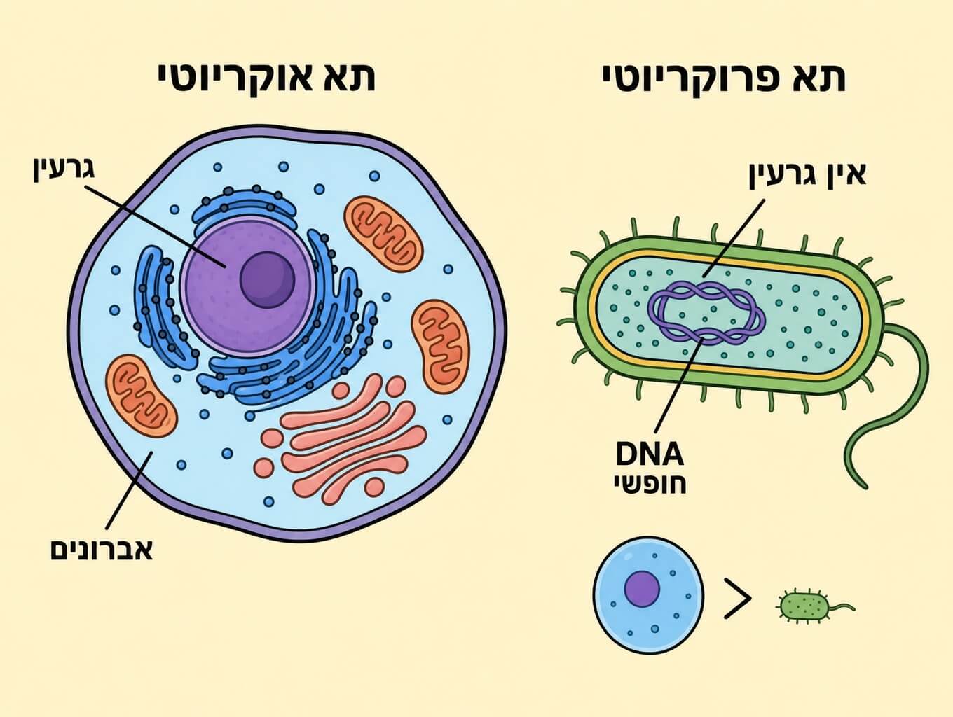 תמונה הממחישה את ההבדלים במבנה בין תא פרוקריוטי לתא אוקריוטי
