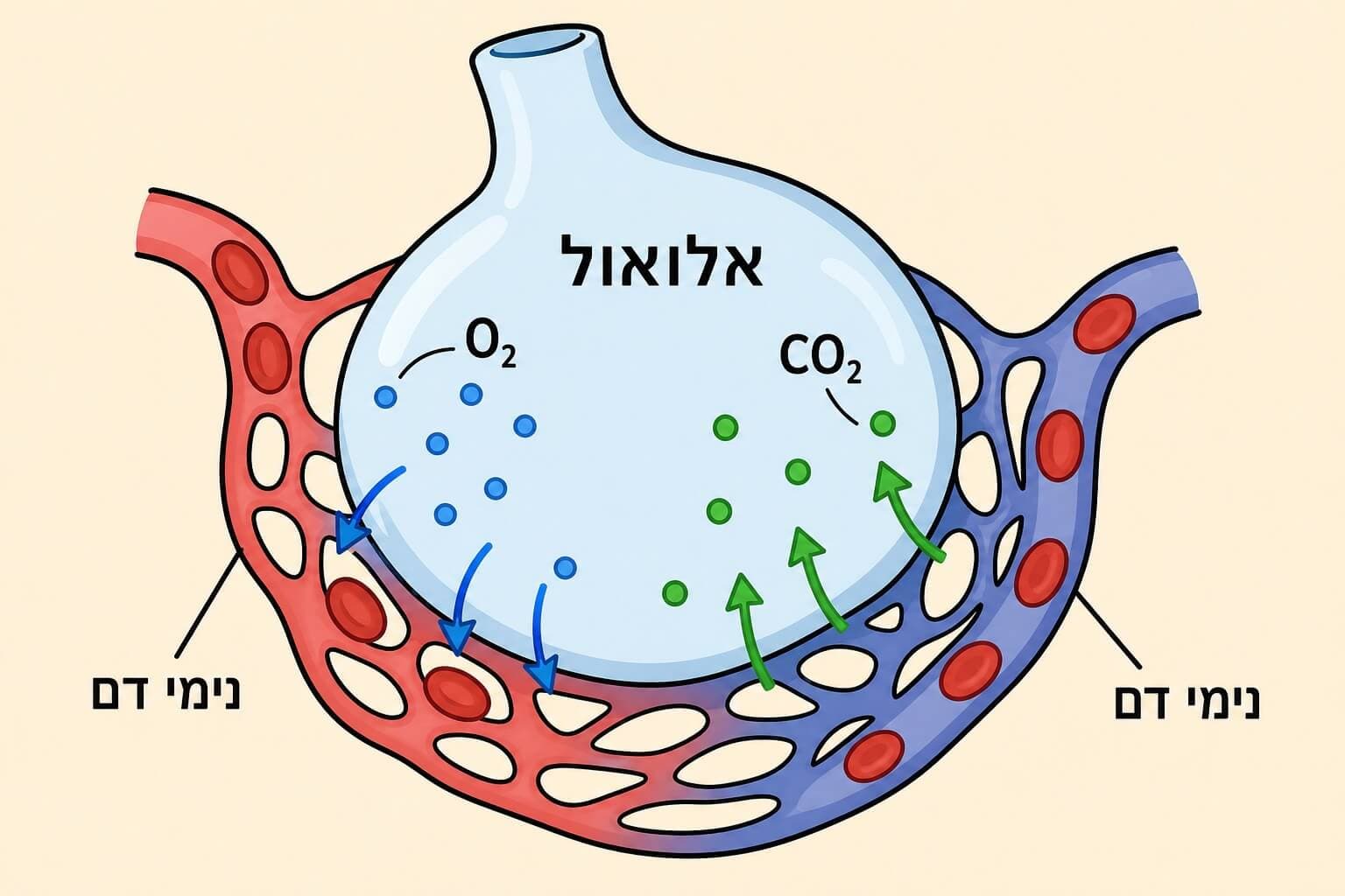 תמונה הממחישה את חילוף הגזים באלוואול בין האוויר לנימי הדם