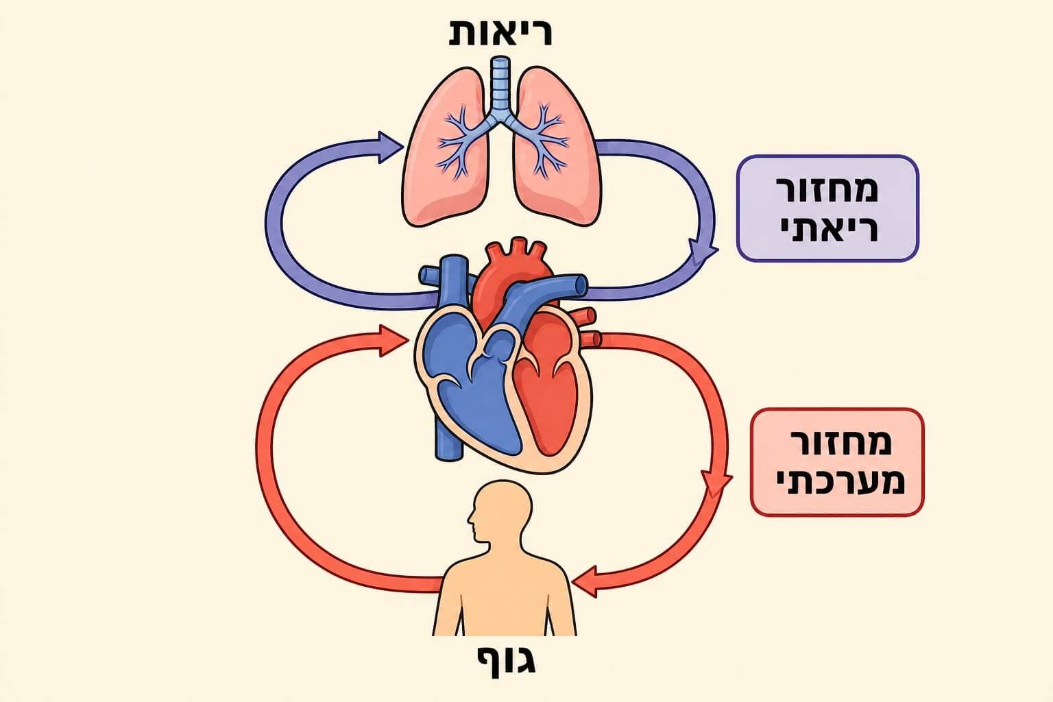 תמונה הממחישה את שני מעגלי הדם בין הלב הריאות והגוף
