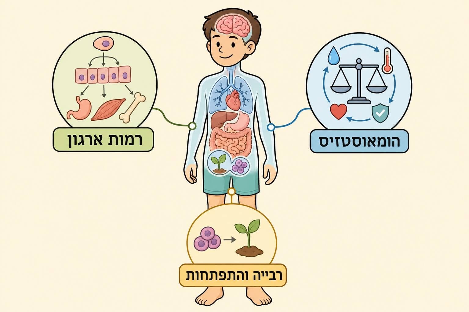 תמונה הממחישה את מפת הסיכום של מערכות הגוף הומאוסטזיס רבייה והתפתחות