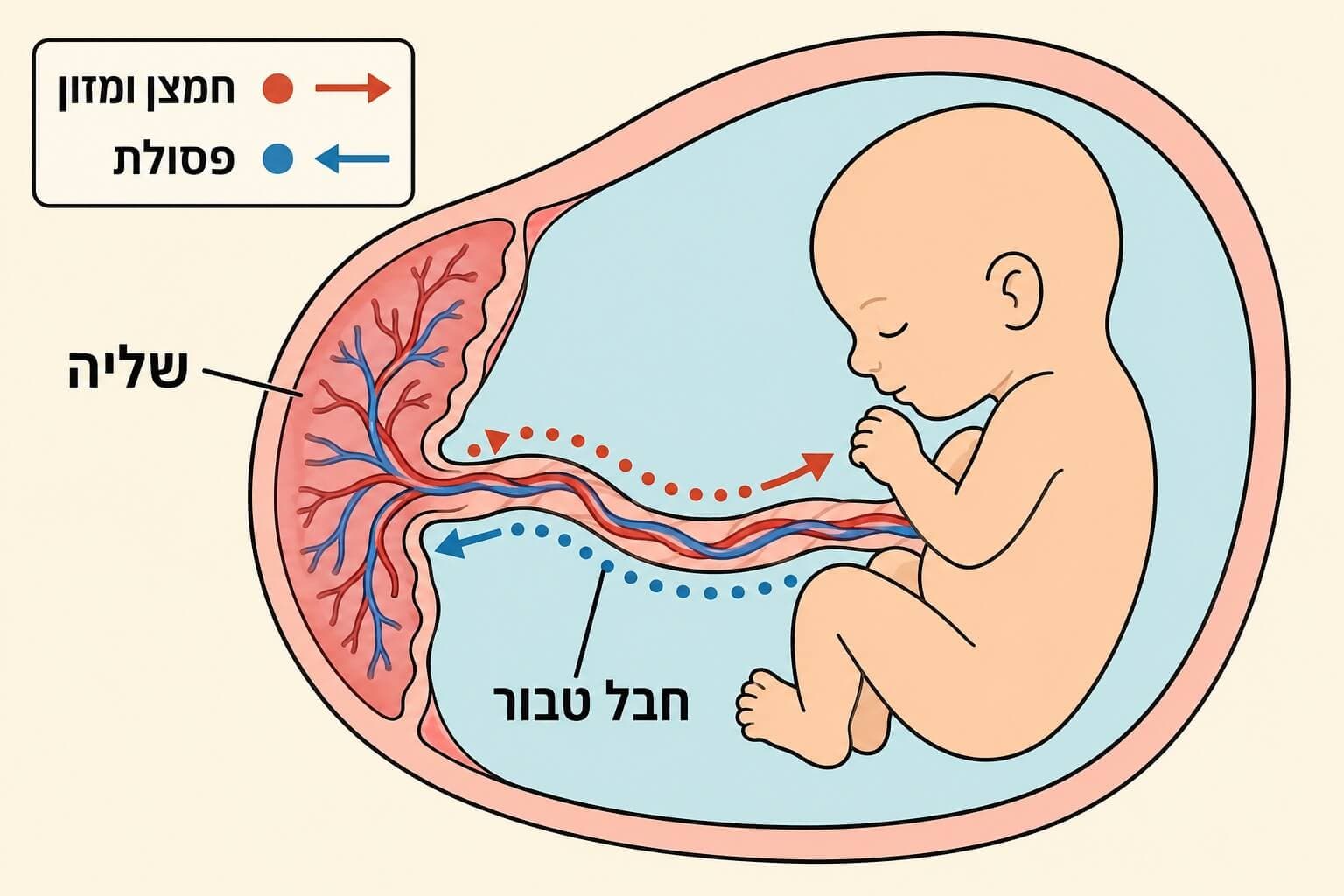 תמונה הממחישה את מעבר חמצן מזון ופסולת דרך השליה וחבל הטבור