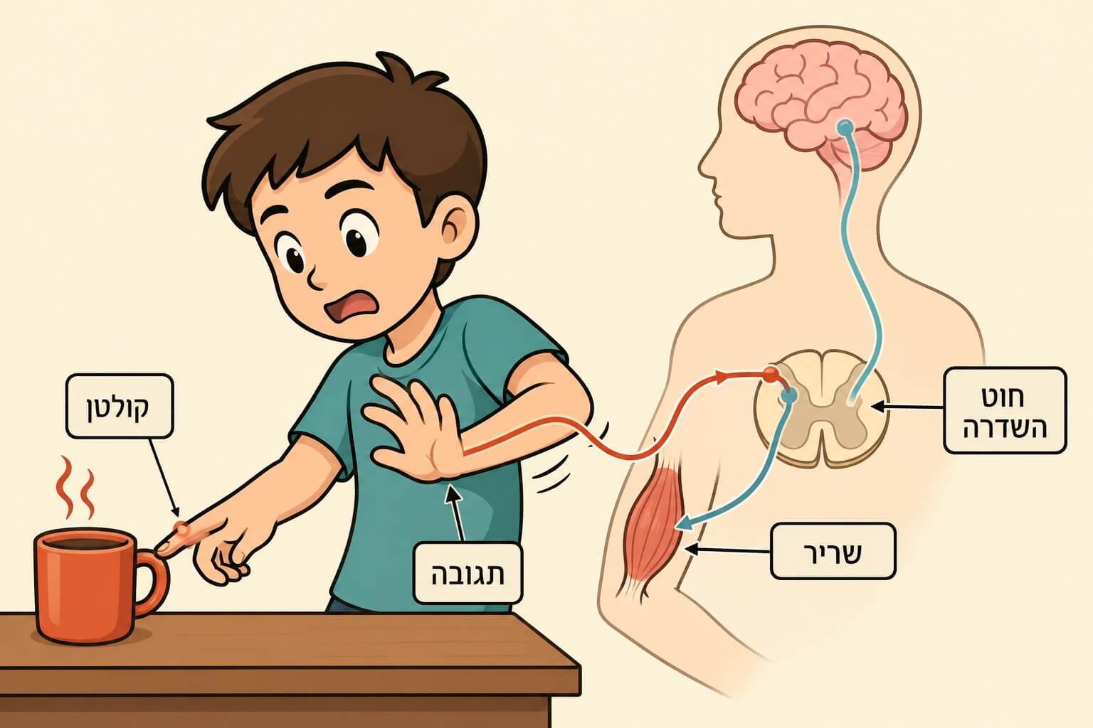 תמונה הממחישה את מסלול קשת הרפלקס מקולטן לחוט השדרה ולשריר