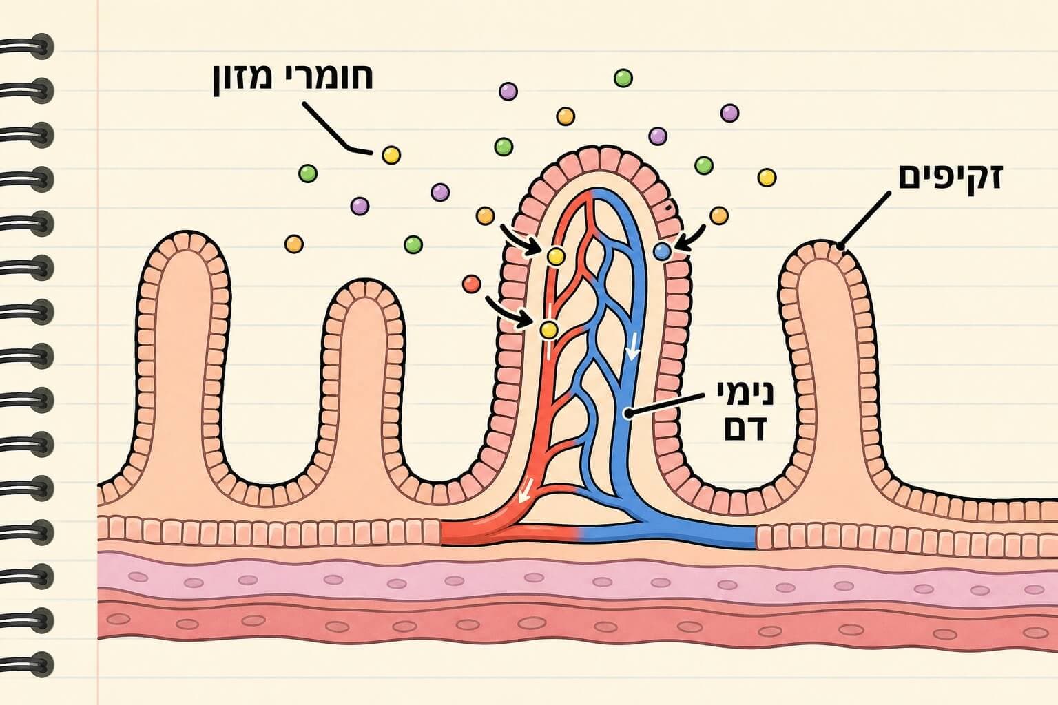 תמונה הממחישה את ספיגת חומרי המזון בזקיפים של המעי הדק