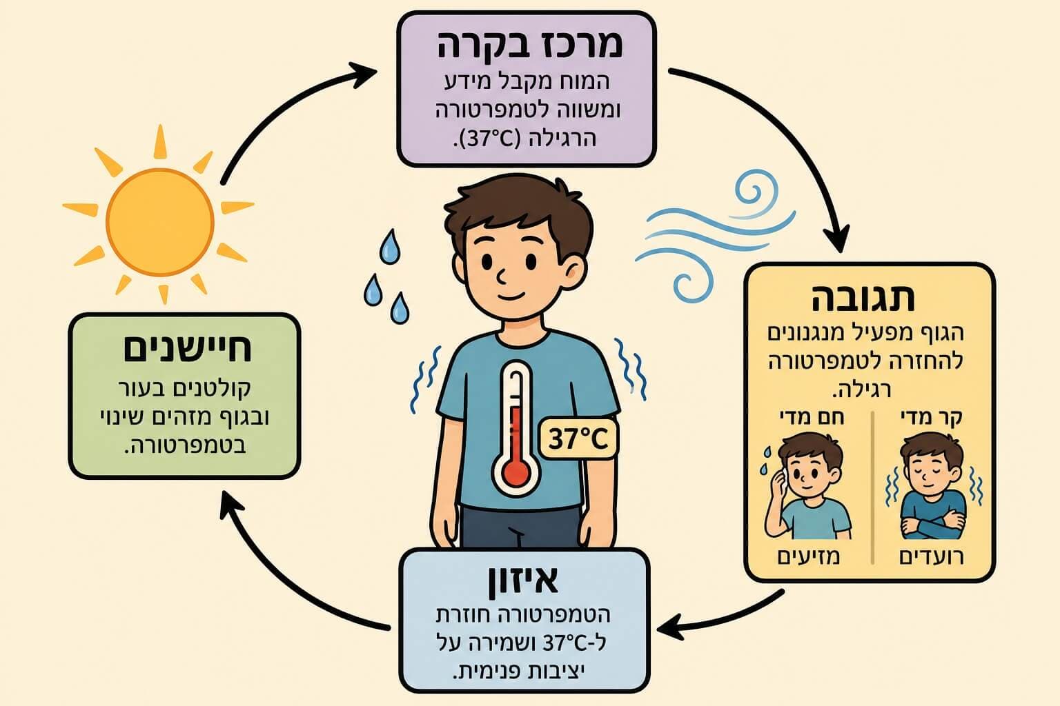 תמונה הממחישה את מנגנון המשוב השלילי בוויסות טמפרטורת הגוף סביב 37 מעלות