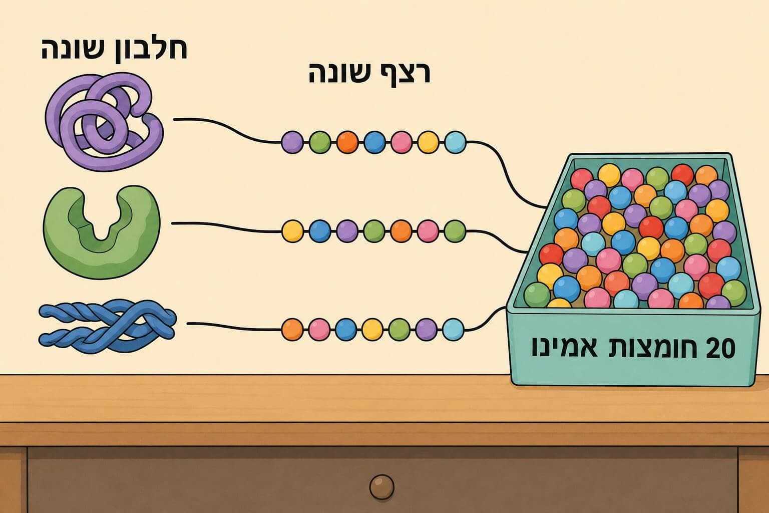 תמונה הממחישה כיצד רצפים שונים של חומצות אמינו יוצרים חלבונים שונים