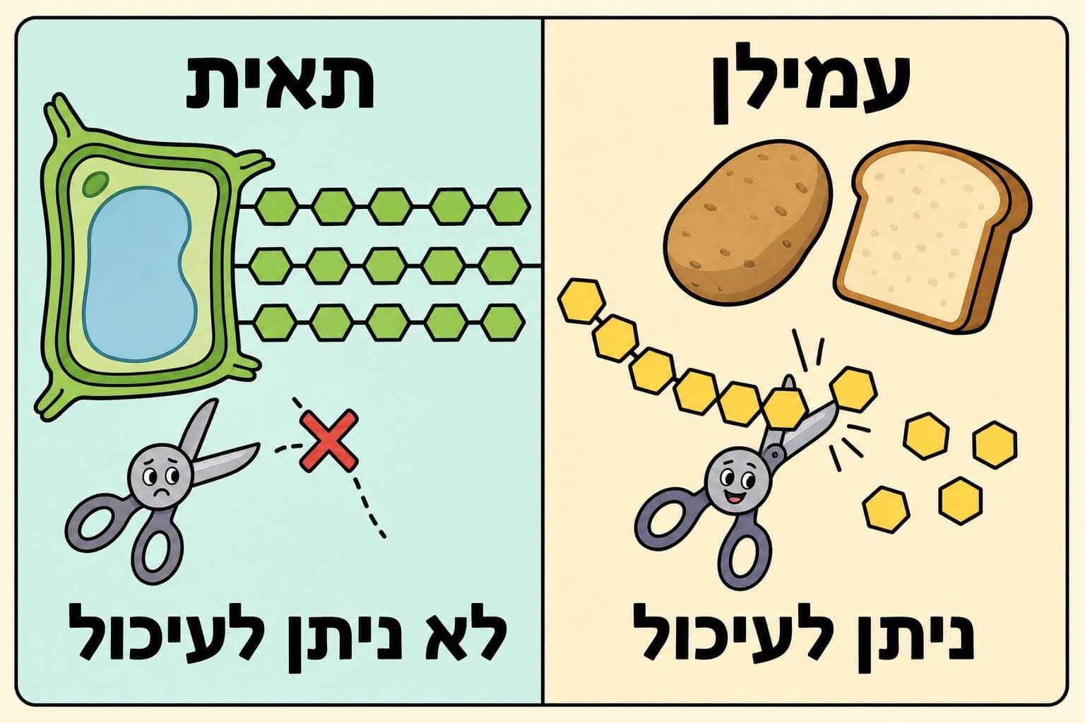 תמונה הממחישה את ההבדל בין עמילן לתאית בעזרת שרשראות גלוקוז ועיכול אנזימטי