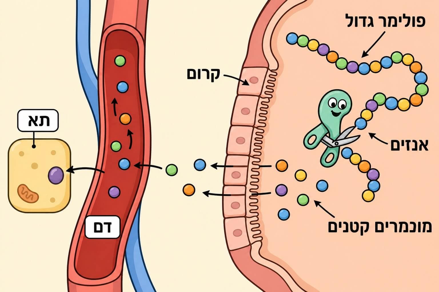 תמונה הממחישה את פירוק הפולימרים הגדולים למונומרים שיכולים להיספג