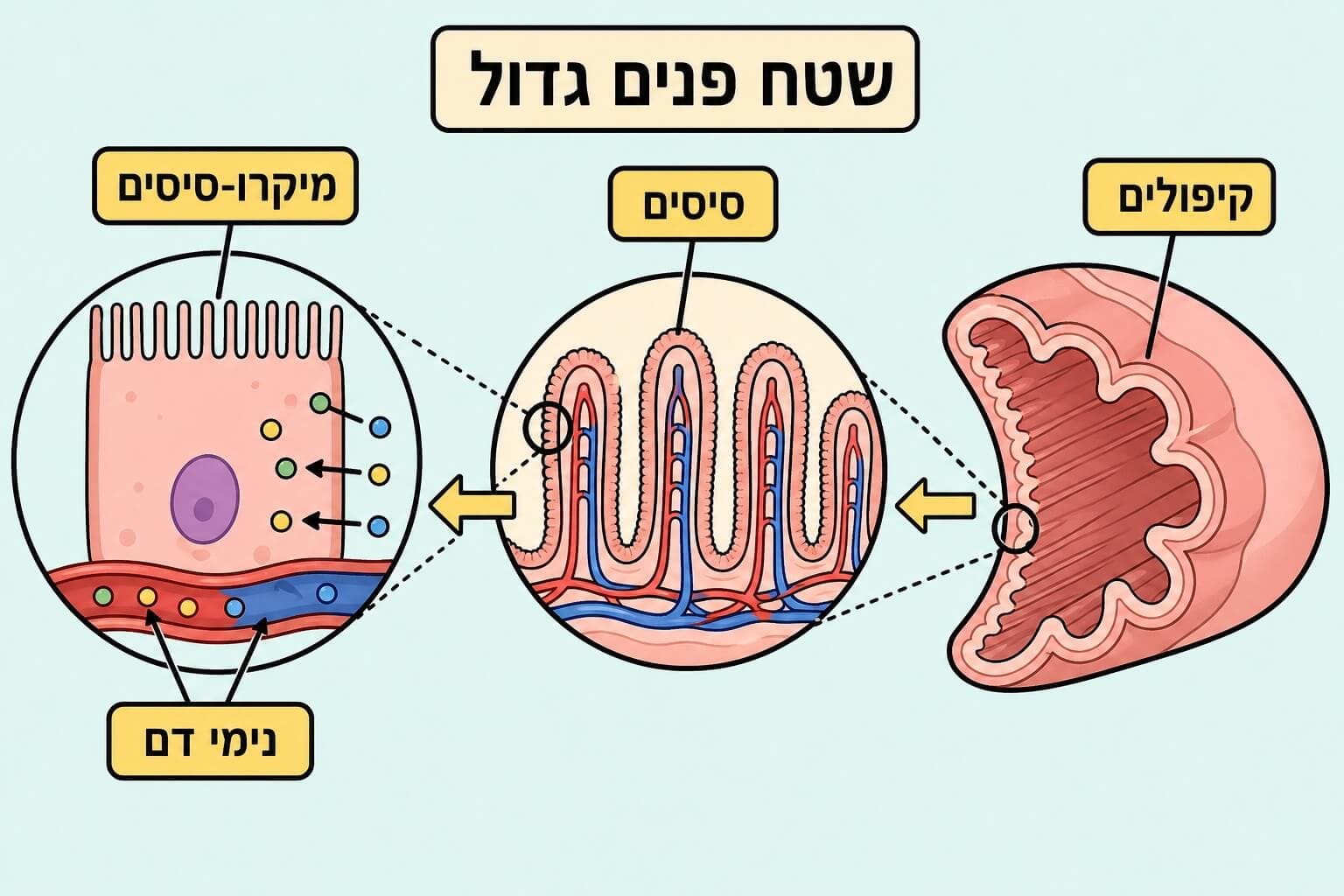 תמונה הממחישה את הגדלת שטח הפנים במעי הדק בעזרת קיפולים סיסים ומיקרו-סיסים
