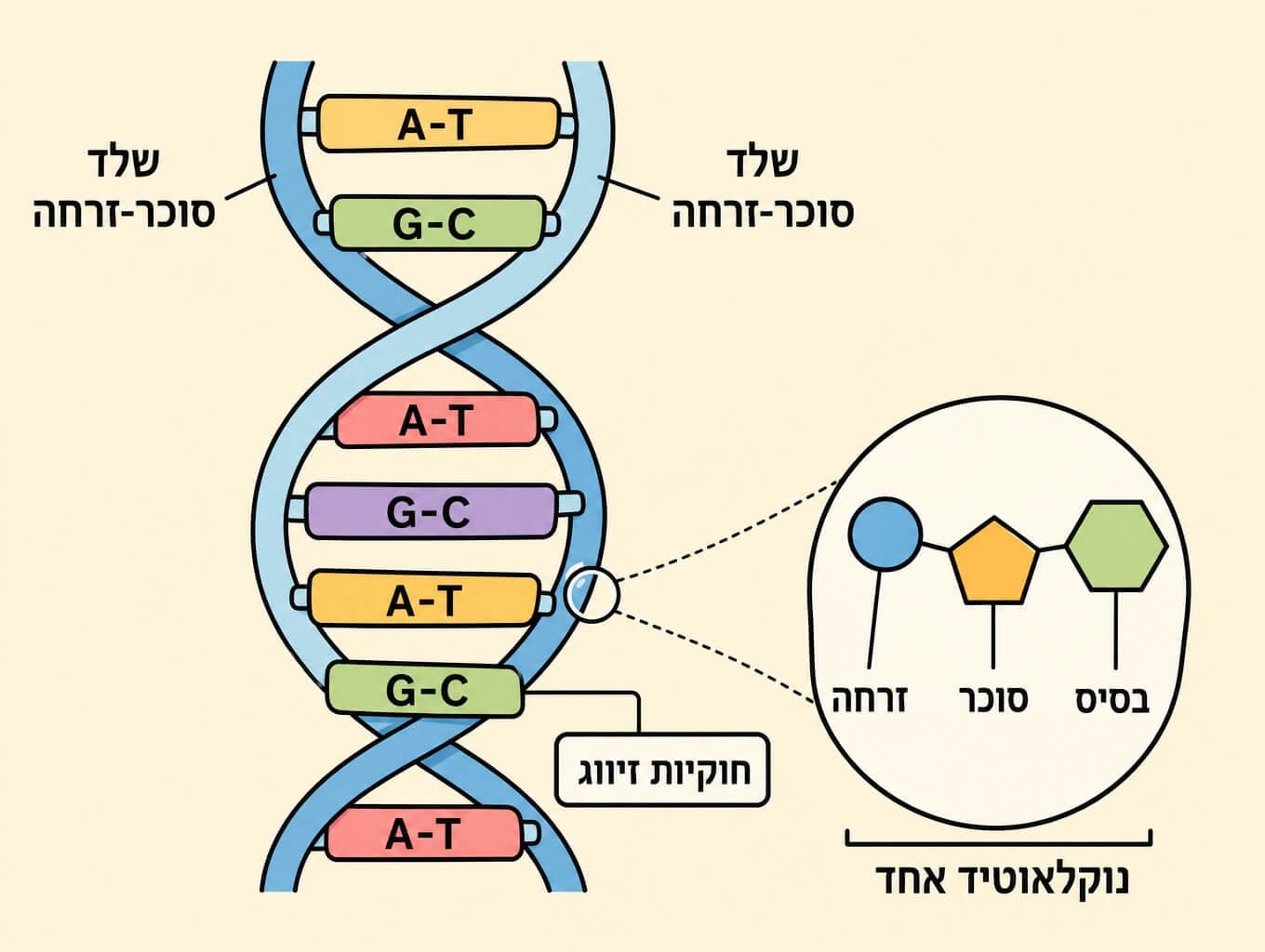 תמונה הממחישה את מבנה סולם ה-DNA עם חוקיות זיווג הבסיסים ומרכיבי הנוקליאוטיד