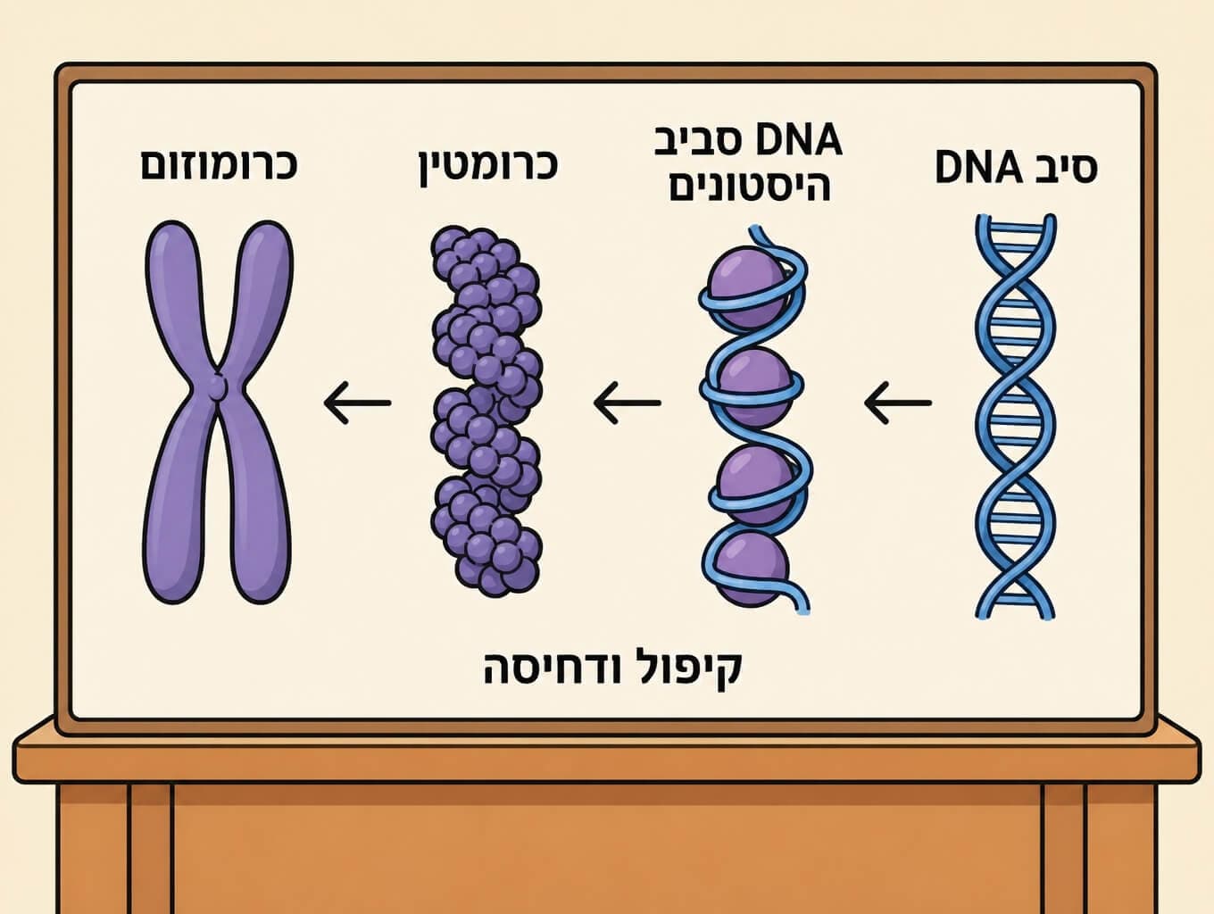 תמונה הממחישה את שלבי אריזת ה-DNA סביב היסטונים עד ליצירת כרומוזום