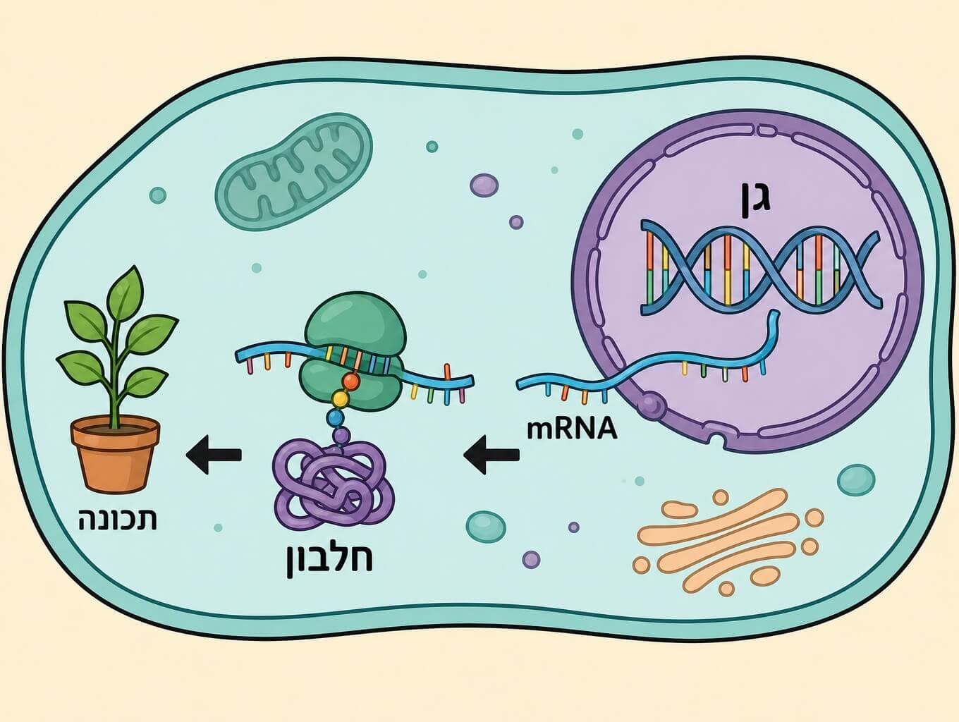 תמונה הממחישה את מעבר המידע מגן ב-DNA דרך mRNA לחלבון ולתכונה