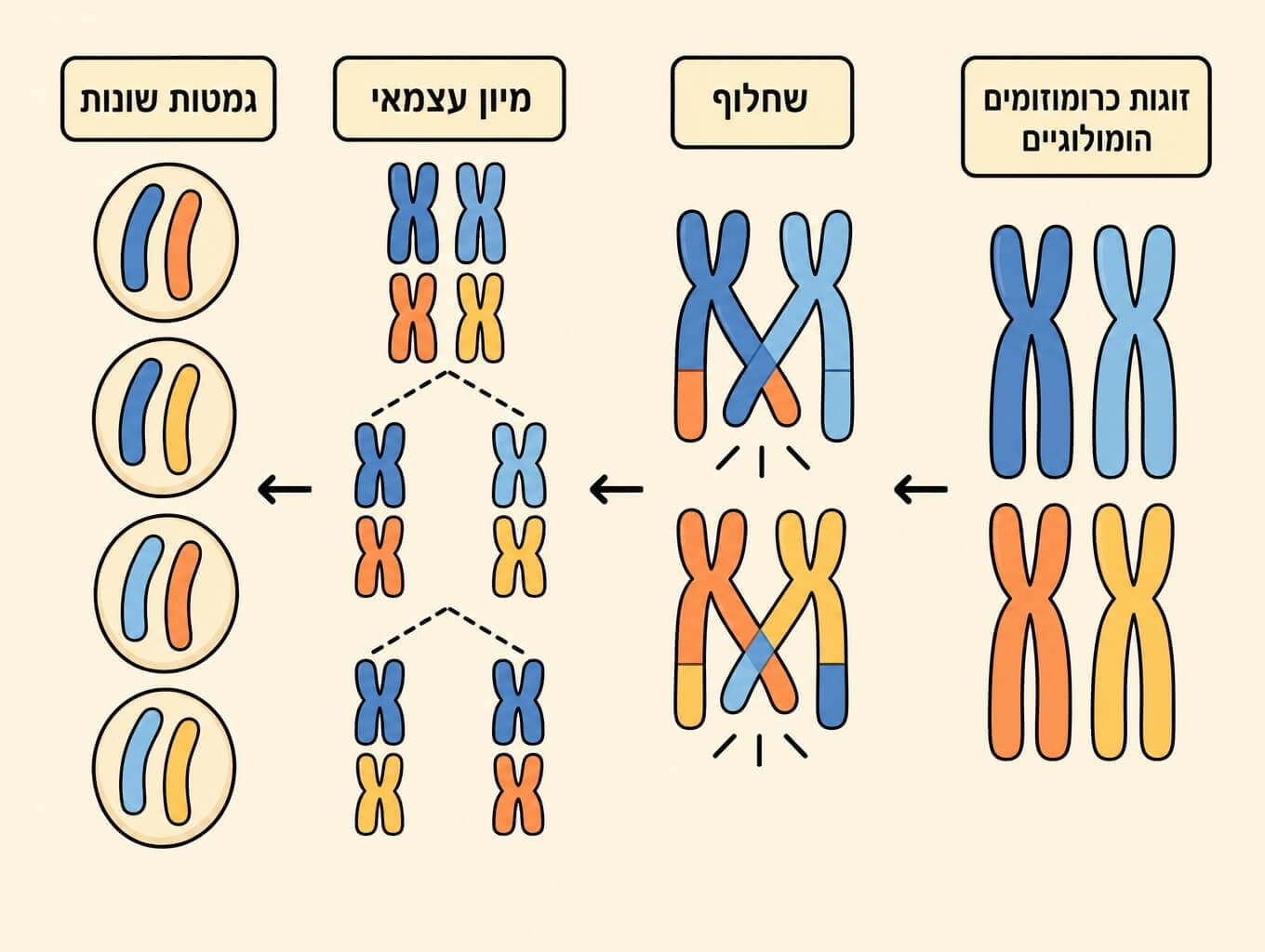 תמונה הממחישה את האופן שבו מיוזה ושחלוף יוצרים גמטות שונות ומגוון גנטי