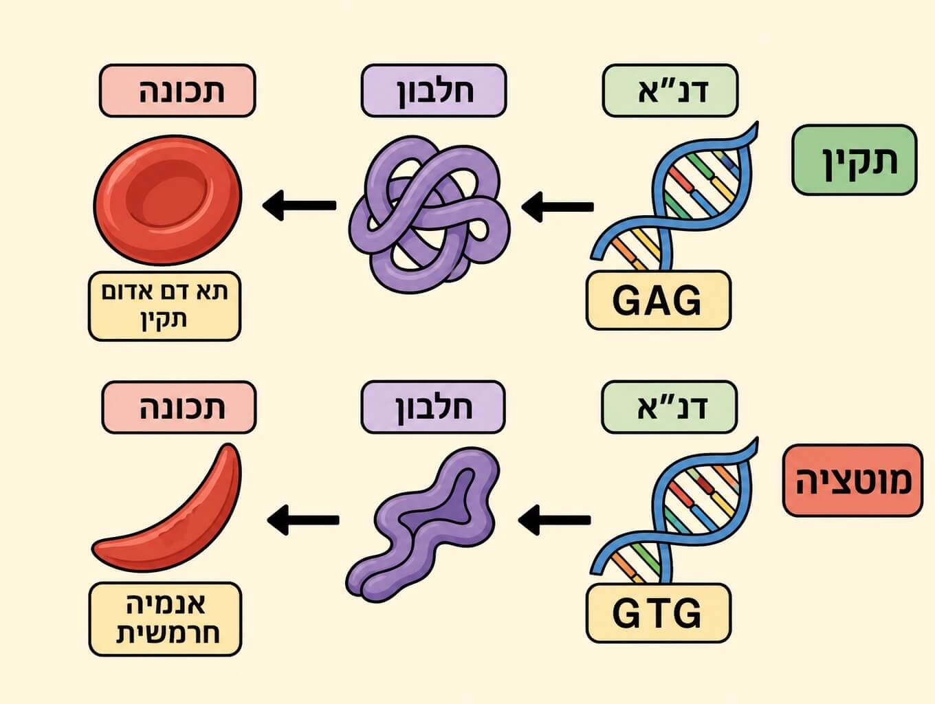תמונה הממחישה את הקשר בין שינוי בבסיס DNA אחד לבין שינוי בחלבון ואנמיה חרמשית