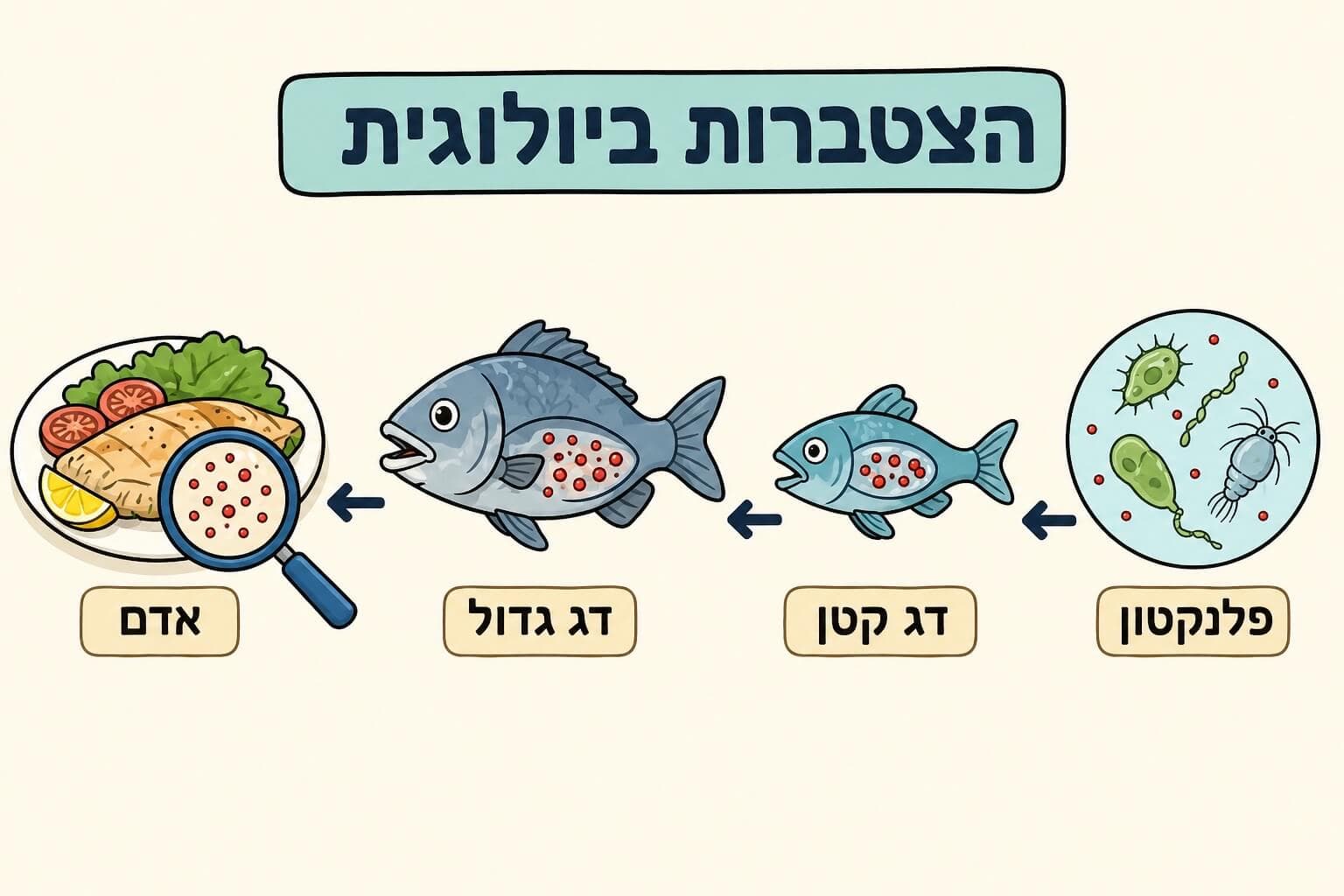 תמונה הממחישה את ההצטברות הביולוגית של מיקרו-פלסטיק לאורך שרשרת מזון ימית